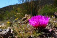 Thelocactus_buekii_GM_1663.3.jpg