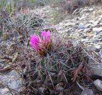 Thelocactus_buekii_v._matudae_GM_0335.jpg