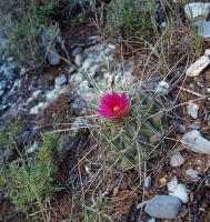 Thelocactus_buekii_v._matudae_GM_1246.24.jpg
