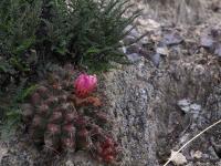 Thelocactus_buekii_var._matudae_GM_1511.1.jpg