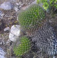 Thelocactus_conothelos_GM_1017.1.jpg