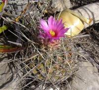 Thelocactus_conothelos_GM_1090.13.jpg