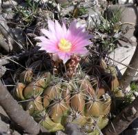 Thelocactus_conothelos_GM_1100.1.jpg
