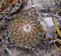 Thelocactus_conothelos_GM_1250.13.jpg