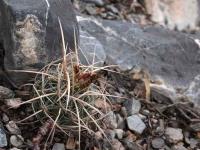 Thelocactus_conothelos_GM_1522.jpg