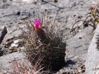 Thelocactus_conothelos_GM_1663.11.jpg
