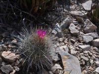 Thelocactus_conothelos_ssp._argenteus_GM_1514.jpg