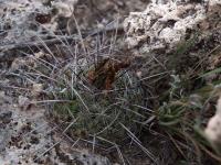 Thelocactus_conothelos_ssp._aurantiacus_GM_1518.jpg
