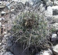 Thelocactus_conothelos_ssp._garciae_GM_1005.jpg
