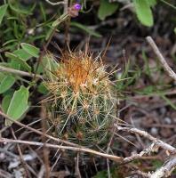Thelocactus_hastifer_GM_1258.13.jpg