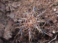 Thelocactus_heterochromus_GM_1487.10.jpg