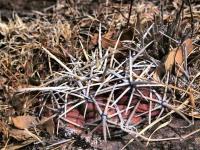 Thelocactus_heterochromus_GM_1487.5.jpg