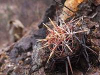 Thelocactus_heterochromus_GM_1487.8.jpg