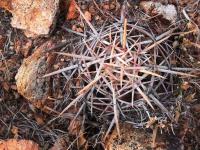 Thelocactus_heterochromus_GM_1488.1.jpg