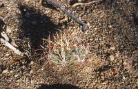Thelocactus_heterochromus_GM_689.1.jpg