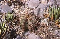 Thelocactus_heterochromus_GM_694.jpg