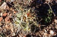 Thelocactus_heterochromus_GM_704.2.jpg