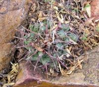 Thelocactus_heterochromus_GM_929.jpg