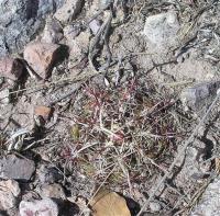 Thelocactus_heterochromus_GM_973.1.jpg