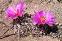 Thelocactus_heterochromus_GM_990.5.jpg