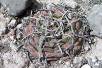 Thelocactus_hexaedrophorus_GM_1021.4.jpg