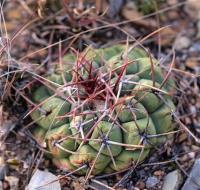 Thelocactus_hexaedrophorus_GM_1249.3.jpg