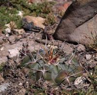 Thelocactus_hexaedrophorus_GM_1250.9.jpg