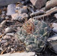 Thelocactus_hexaedrophorus_GM_1251.9.jpg