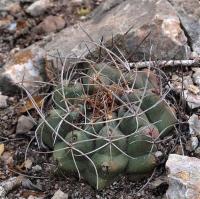 Thelocactus_hexaedrophorus_GM_1257.4.jpg