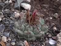 Thelocactus_hexaedrophorus_GM_1526.jpg