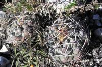 Thelocactus_hexaedrophorus_GM_495.jpg