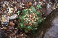 Thelocactus_hexaedrophorus_GM_574.3.jpg