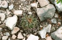 Thelocactus_hexaedrophorus_GM_580.2.jpg