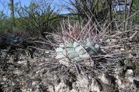 Thelocactus_hexaedrophorus_GM_804.1.jpg
