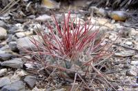 Thelocactus_hexaedrophorus_v._lloydii_GM_1044.jpg