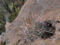 Thelocactus_lausseri_GM_1233.20.jpg