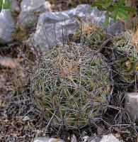 Thelocactus_leucacanthus_GM_1258.14.jpg