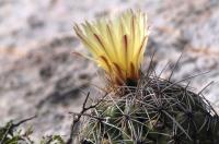 Thelocactus_leucacanthus_GM_1365.11.jpg