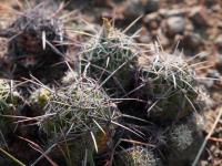 Thelocactus_leucacanthus_GM_1546.jpg