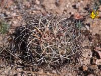 Thelocactus_lloydii_GM_1223.4.jpg