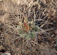 Thelocactus_lloydii_GM_1231.5.jpg