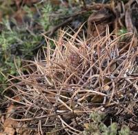 Thelocactus_lloydii_GM_1232.jpg