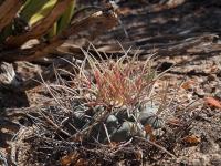 Thelocactus_lloydii_GM_1233.2.jpg