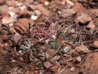 Thelocactus_lloydii_GM_1485.8.jpg