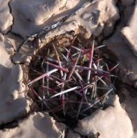 Thelocactus_lloydii_GM_1619.3.jpg