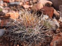 Thelocactus_lloydii_GM_1620.1.jpg