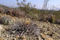 Thelocactus_lophothele_GM_1051.jpg
