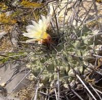 Thelocactus_lophothele_GM_1061.jpg