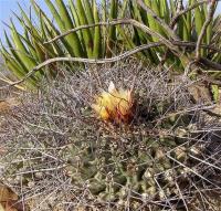 Thelocactus_lophothele_GM_1062.jpg