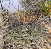 Thelocactus_lophothele_GM_1064.jpg